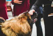 Have You Seen This Dog? Your Cheat Sheet to Interacting with Working Dogs