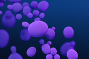 What is Candida Auris? Valley’s Infectious Disease Clinic Medical Director Explains