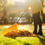 Close-up,Of,A,Fan,Rake,Collecting,Fallen,Yellow,Leaves,In